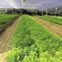 南方红豆杉 10－30公分 红豆杉 红豆杉小苗 一年