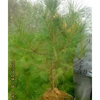 山东临沂莒南艳红苗圃：高70公分-=1.3米营养钵油松