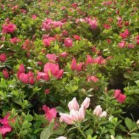 湖南杜鹃，春杜，春鹃，夏杜，夏鹃，西洋杜鹃等绿化小苗