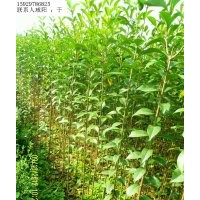 供应大叶女贞苗1.5米起步/大叶女贞价格/陕西大叶女贞