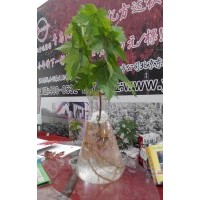 30cm美国秋红枫罗根苗供应