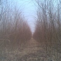 垂柳苗，速生垂柳，速生垂柳基地，速生垂柳价格