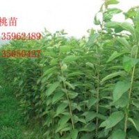 供应国槐苗、核桃苗、刺槐苗、花椒苗 侧柏等