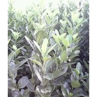 大叶黄杨球基地