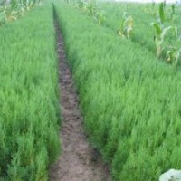 白皮松 油松 侧柏 国槐 刺槐 五角枫 皂角苗