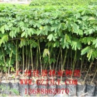 黄槐种苗黄槐营养苗黄槐种子大量供应量大从优