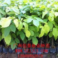 蓝花风铃木种苗蓝花风铃木小袋苗蓝花风铃木种子大量供应