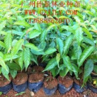 樱花营养苗樱花小袋苗樱花种子供应商，优惠中 樱花，一般指的是