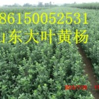 山东烟台大连 北京 辽宁大叶黄杨 冬青基地培育销售