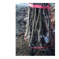 占地山楂树 苹果树 桃树 梨树 樱桃树