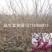 丛生紫荆苗紫荆工程苗丛生紫荆树苗价格