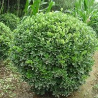 大叶黄杨小苗 大叶黄杨小苗价格 大叶黄杨价格