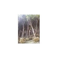 河北20公分国槐价格