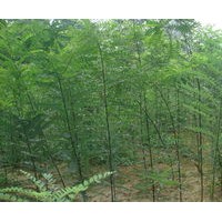 国槐小苗出售、一年生国槐小苗（100万株）低价供应