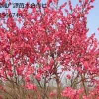 榆叶梅出售、嫁接榆叶梅大量优惠价格供应