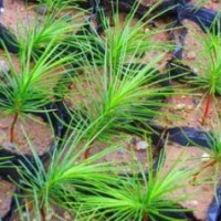 供应占地白皮松，营养杯白皮松