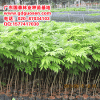 黄花梨—黄花梨种苗—黄花梨小苗