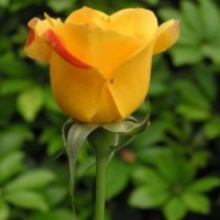 高档花卉盆栽黄玫瑰苗和平之星黄色切花玫瑰盆栽黄玫瑰花苗批发
