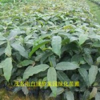 供应大叶榕小苗