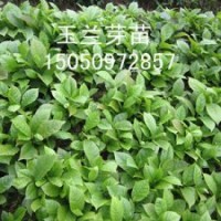 包成活白玉兰苗200株起包邮白玉兰花苗玉兰小苗木兰花树苗