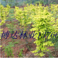 彩叶苗木江西蓝冰柏,赣南桂花,江西金叶水杉