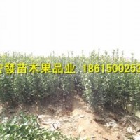 山东冬青幼苗