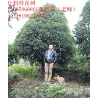 广西桂林5cm至6cm桂花树出售