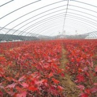 出售美国红枫小苗（秋火焰、 十月光辉等籽播苗和扦插苗）。