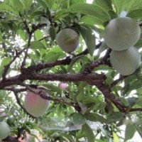 山东红叶李，山东红叶李夏季管理小妙招