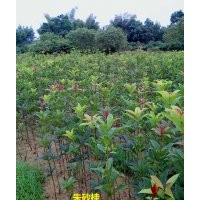 供应1米-1米2高优质大红朱砂桂移栽小苗