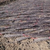 高原之火海棠、大叶亚当海棠、凯尔斯海棠、钻石海棠、