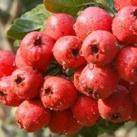 青皮核桃价格哪里便宜山西运城青皮核桃价格