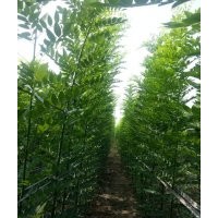 鲁★供/种苗 速生国槐苗 椿树苗 速生白蜡2号 毛白杨种苗