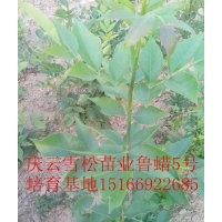 鲁蜡5号价格走势鲁蜡5号生产厂家