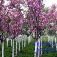 供应山东樱花，樱花价格，3公分樱花价格、3公分樱花价格