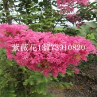 紫薇小苗移植的季节已经到来紫薇苗价格