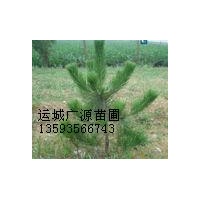 油松出售、油松小苗40-80公分以上、价格优惠