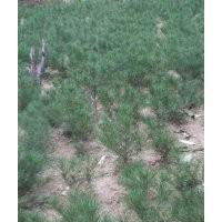 大量供应40-60公分高白皮松幼苗