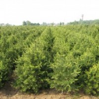 大量供应各种绿化苗杜仲,桂花,雪松