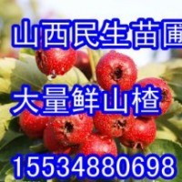山西山楂价格 山西商品果 山西山楂打浆果