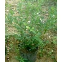 山东临沂春华蓝莓园蓝莓 蓝莓果 蓝莓苗 蓝莓盆栽蓝莓苗木