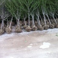 优质木槿花树苗|木槿花树|木槿花价格|，诚信为本