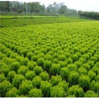 供应洒金柏苗，15cm____80cm洒金柏