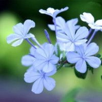 中华丁香的产量高