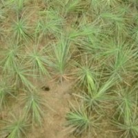 供应白皮松 1-90公分营养杯白皮松