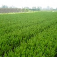 供应工程用小龙柏，20冠幅以上