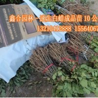 山东万亩速生白蜡苗600万棵待售，质优价廉