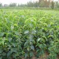 白皮松 油松 侧柏 五角枫 白蜡 花椒苗 核桃苗