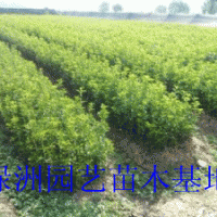 供应榉树，朴树，鸡爪槭，美国红枫，无患子等小苗