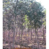 供应7-8cm高杆女贞|女贞